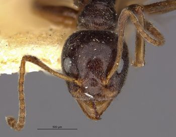 Media type: image;   Entomology 21213 Aspect: head frontal view